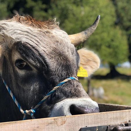 Sule Hof Agriturismo Ortisei Bagian luar foto