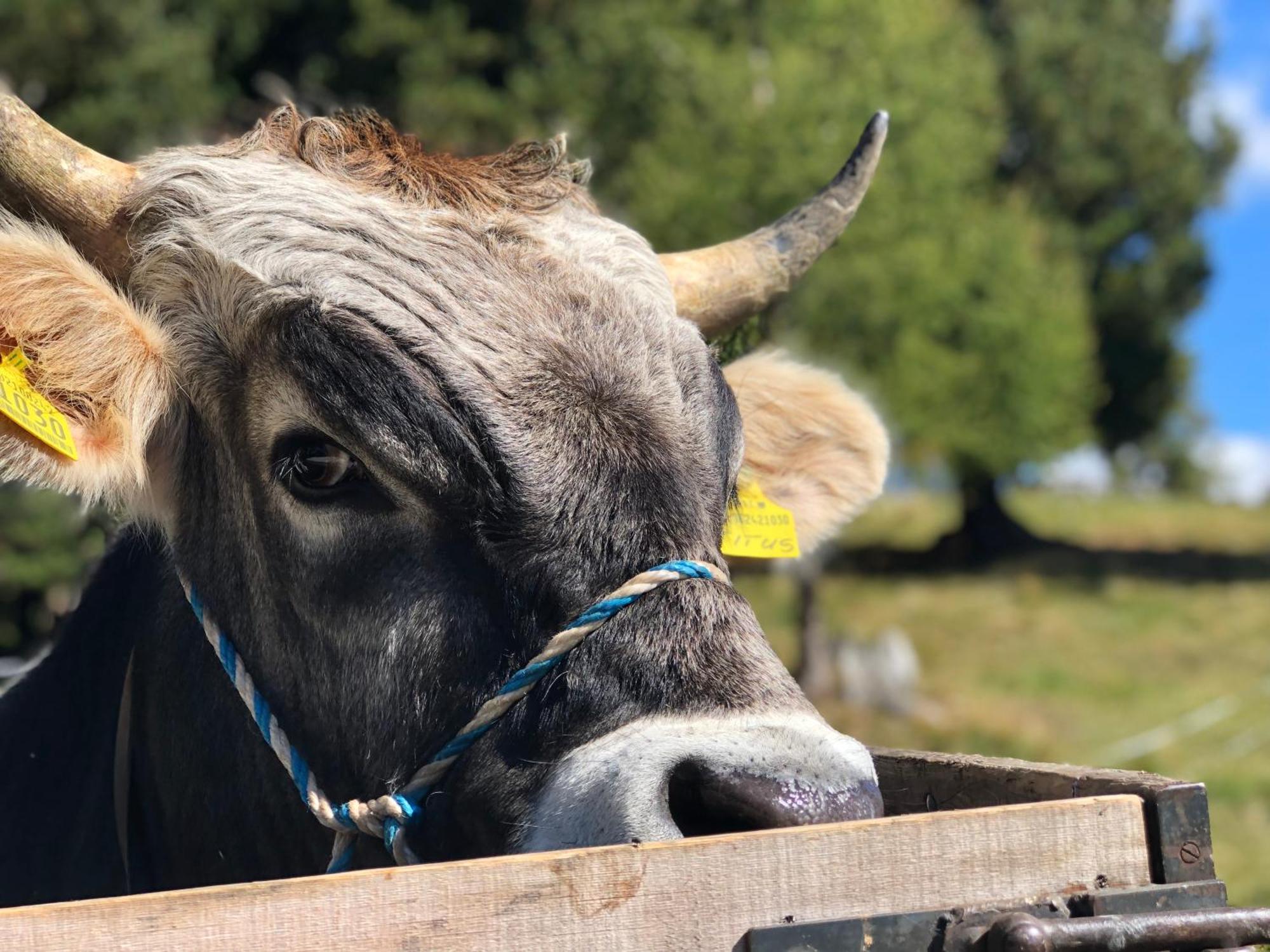 Sule Hof Agriturismo Ortisei Bagian luar foto