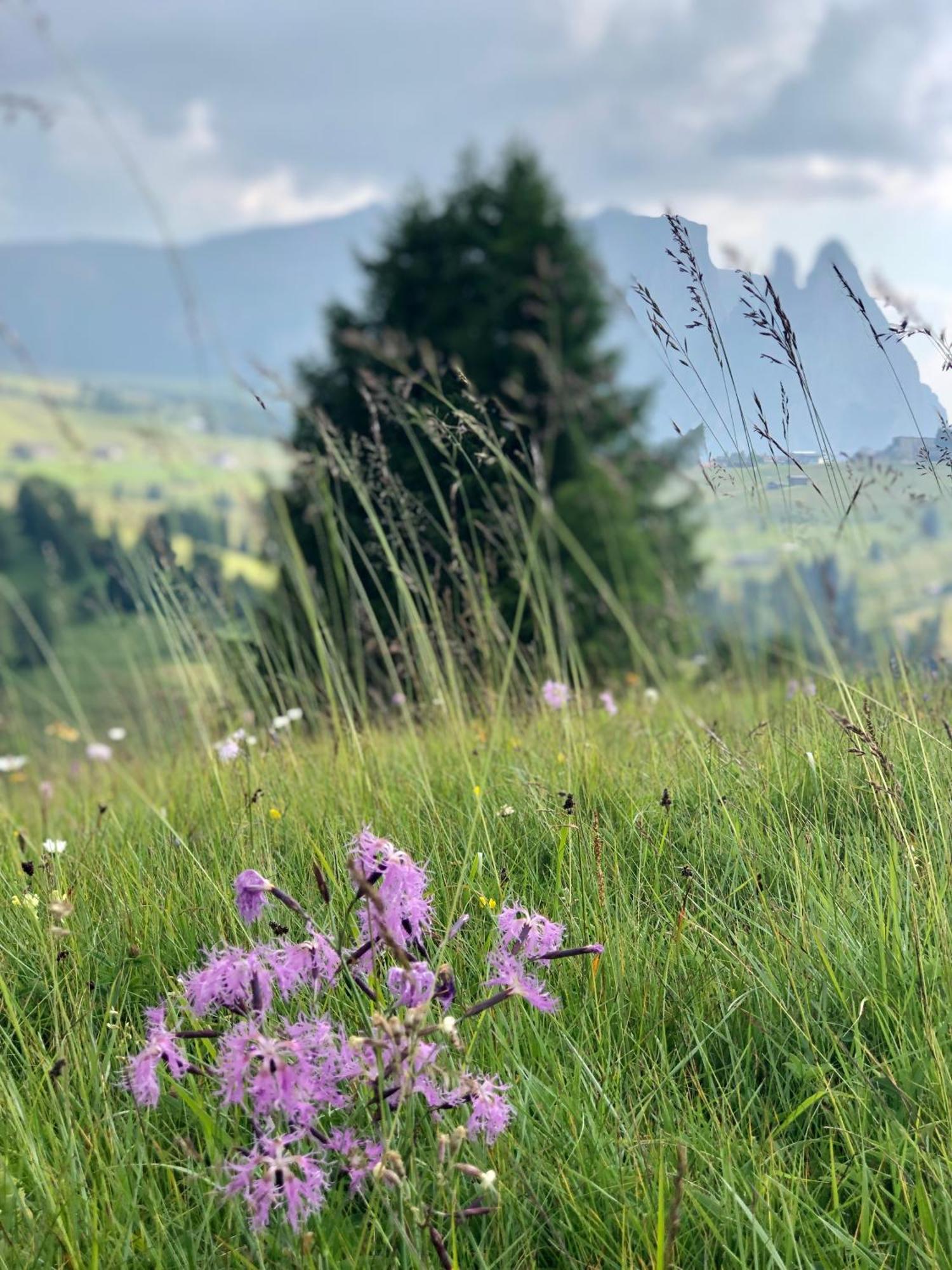Sule Hof Agriturismo Ortisei Bagian luar foto